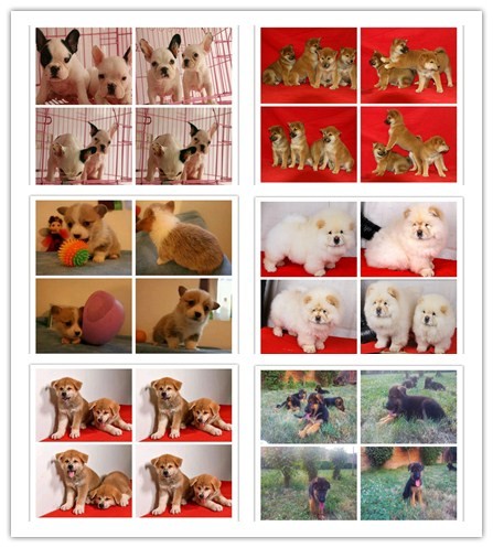 售黑背德國牧羊犬 疫苗做好 簽訂純種健康質保